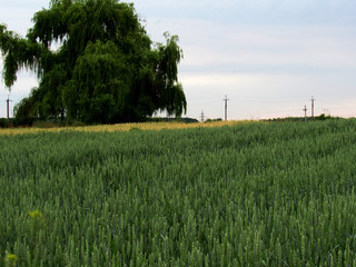 Fototapeta na wymiar green field of wheat