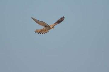 Kestrel hunting over Rye Harbour