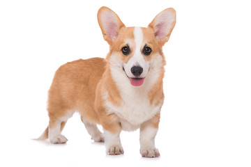Welsh corgi isolated on white background