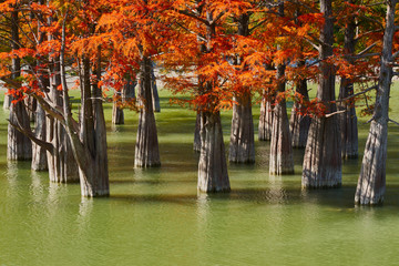 Majestic golden Taxodium distichum stand in a gorgeous lake against the backdrop of the Caucasus mountains in the fall. Autumn. October. Sukko Valley. Anapa. Krasnodar region. Russia.