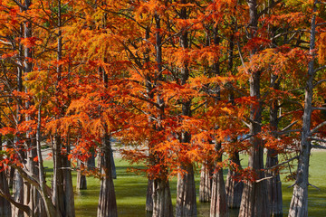 Obraz premium Majestic Taxodium distichum stand in a gorgeous lake against the backdrop of the Caucasian mountains in the fall and look like gold. Autumn. October. Sukko Valley. Anapa. Krasnodar region. Russia.