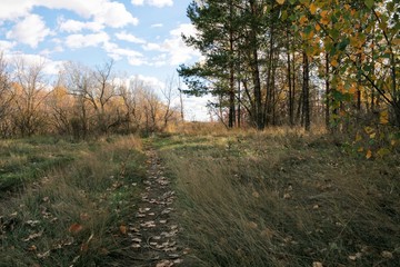 path in forest