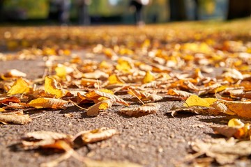 Herabgefallenes Herbstlaub auf einem Fußweg im Oktober
