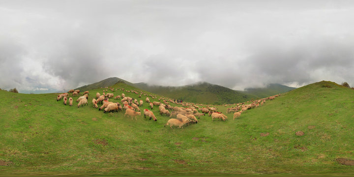 Flock of sheep in mountains, Cornereva, Romania