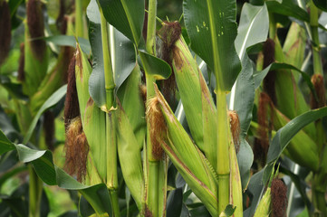 Young corn cobs with stigmas