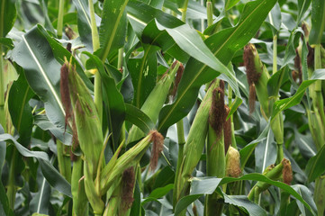Young corn cobs with stigmas