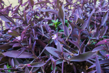 Fototapeta na wymiar bush purple tradescantia and light lilac delicate flower