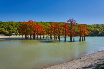 Majestic Taxodium distichum in a gorgeous lake against the backdrop of the Caucasus mountains in the fall. Autumn. October. Sukko Valley. Anapa. Krasnodar region. Russia.