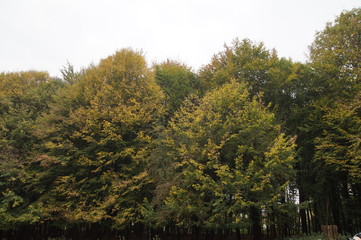 Naklejka premium Wald