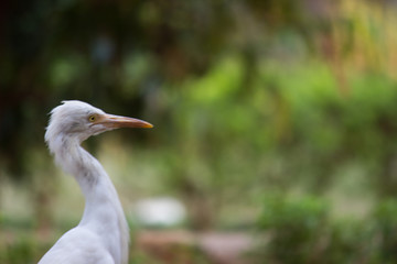 Cattle Egret in the garden in its natural habitat in a soft blurry background.