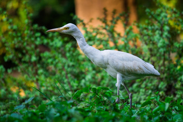 Cattle Egret in the garden in its natural habitat in a soft blurry background.