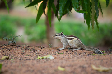 Squirrels are members of the family Sciuridae, a family that includes small or medium-size rodents.
