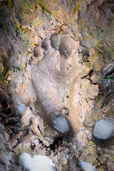 Human Footprints in Wet Mud