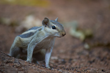 Squirrels are members of the family Sciuridae, a family that includes small or medium-size rodents.