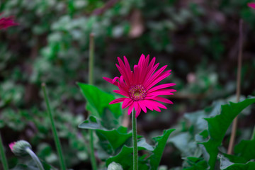 Red Sunflower blooming away on a beautiful spring day