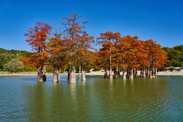 Majestic Taxodium distichum in a gorgeous lake against the backdrop of the Caucasus mountains in the fall. Autumn. October. Sukko Valley. Anapa. Krasnodar region. Russia.