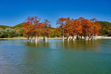 Majestic golden Taxodium distichum stand in a gorgeous lake against the backdrop of the Caucasus mountains in the fall. Autumn. October. Sukko Valley. Anapa. Krasnodar region. Russia.