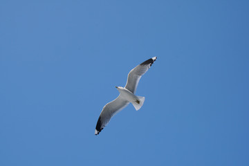Obraz premium Flying seagull in the sky