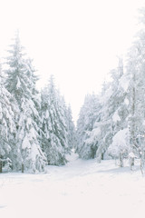 Beautiful winter forest. Snow on the trees. New Year and Christmas concept. Love in winter