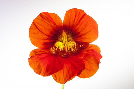 รูปภาพBrunnenkresse – เลือกดูภาพถ่ายสต็อก เวกเตอร์ และวิดีโอ684 | Adobe ...