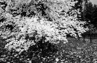 Fall maple tree in black and white