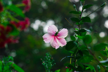 Hibiscus flower hanging from the tree seen in a soft blurry background