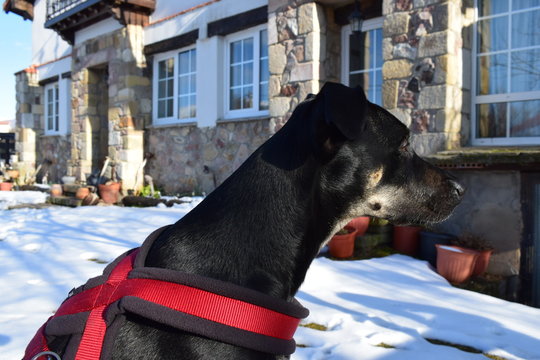 Perro en la nieve