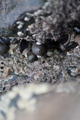Muscheln