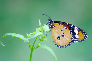 Plain Tiger  butterfly sitting on the flower plant with a nice soft background in its natural habitat