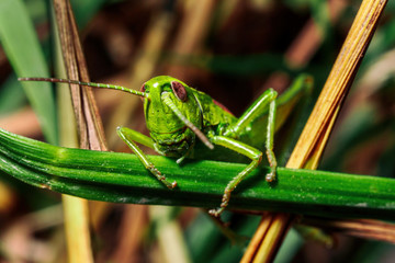 Macro of a grasshopper.