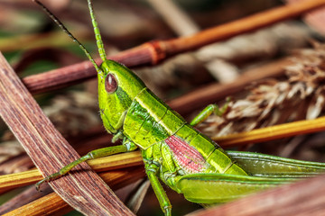 Macro of a grasshopper.