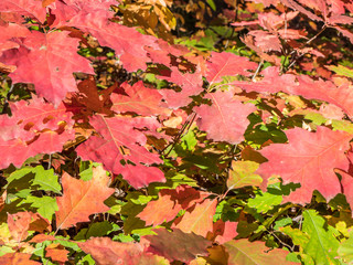 Bunte Blätter im Herbst