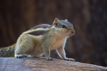 Naklejka na ściany i meble Squirrels are members of the family Sciuridae, a family that includes small or medium-size rodents.