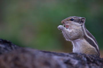 Squirrels are members of the family Sciuridae, a family that includes small or medium-size rodents. The squirrel family includes tree squirrels, ground squirrels, chipmunks, marmots, flying squirrels,