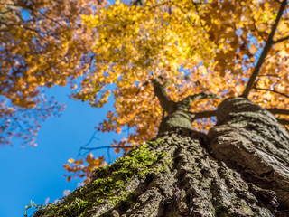 Baumkrone im Herbst