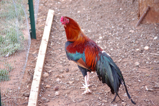 Pure Bred Black Breasted Red Cubalaya Rooster