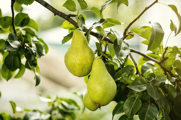 Tasty young healthy organic juicy pears hanging on a branch