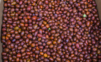 Fresh, brown dates collected from palm trees in Montenegro