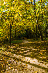 City park in the sunny day in the autumn season