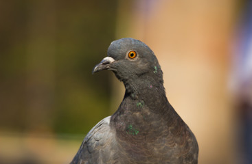 Pigeon looking away very curiously in a soft blurry background