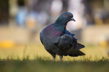 Pigeon looking away very curiously in a soft blurry background