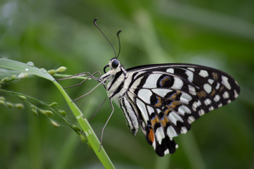 Common lime butterfly sitting on the flower plants in its natural habitat