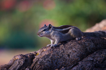 Squirrels are members of the family Sciuridae, a family that includes small or medium-size rodents. The squirrel family includes tree squirrels, ground squirrels, chipmunks, marmots, flying squirrels,