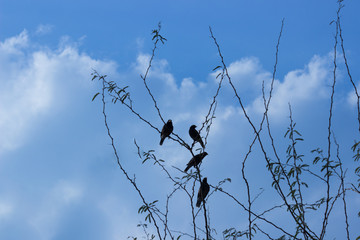 A group of birds sitting together on the tree with a nice sky and clouds as background.