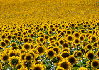 mer de tournesols