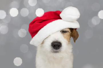 CUTE JACK RUSSELL DOG WEARING A RED CHRISTMAS HAT. ISOLATED AGAINST GRAY BACKGROUND.