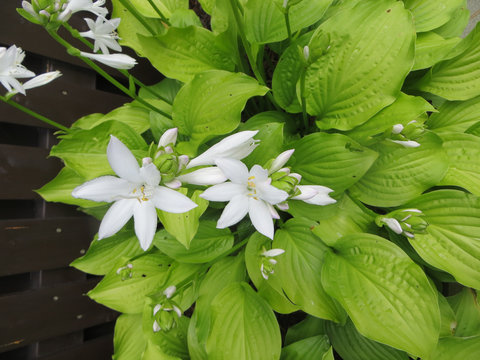 Fototapeta Hosta plantaginea. White Lily. Very expressive smell. White or gray flowers among a huge bush of lime leaves.