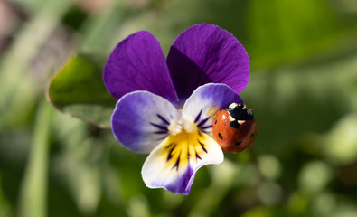 mariquita en equilibrio en la flor morada