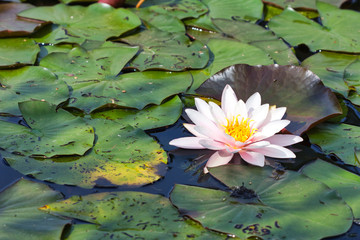 Waterlily Nymphaea alba from the estuary of the river