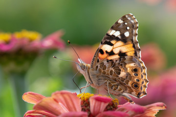 Nymphalidae / Diken Kelebeği / / Vanessa cardui